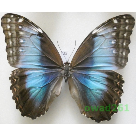 Morpho peleides Kollar, 1850 female Columbia 111mm35